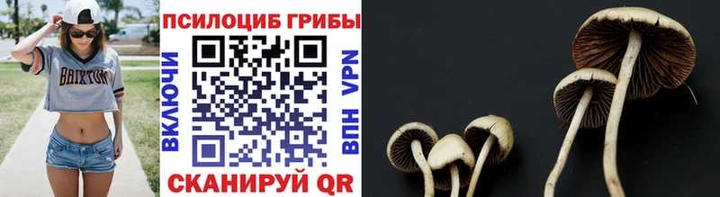 ссылка на мегу зеркало  Бирюсинск  Галлюциногенные грибы Cubensis  где продают наркотики 